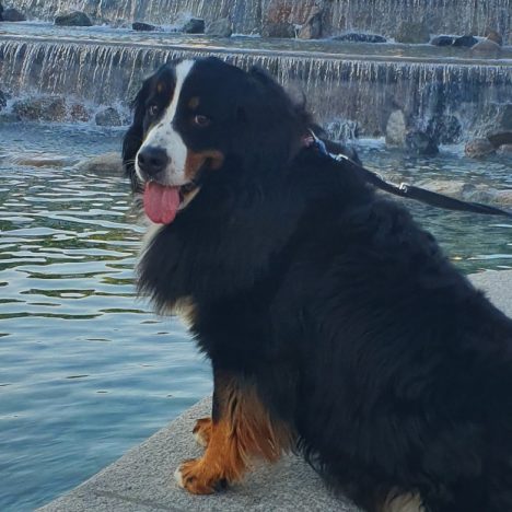 Traghetto Germania Danimarca